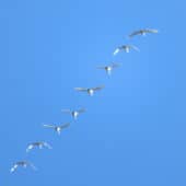 Eight white birds fly in a single file formation in the sky.