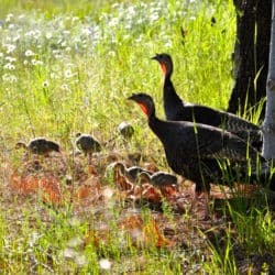 Two turkey hens with their babies in the grass.