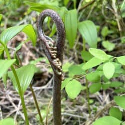 A fuzzy green shoot curls over tightly in the grass.