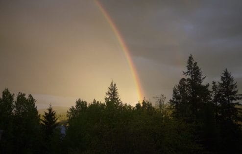 A rainbow appears in the gray sky above the treeline.