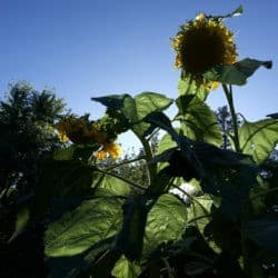 Sunflower silhouettes against the blue sky.