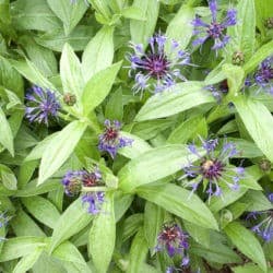 Small purple flowers bloom amongst green leaves.