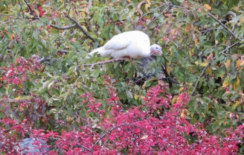 A single white turkey on a tree with pink flowers.