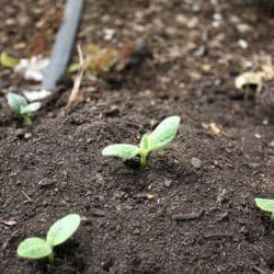 Small green sprouts emerge from the soil.