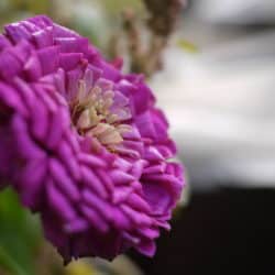 A purple flower in full bloom.