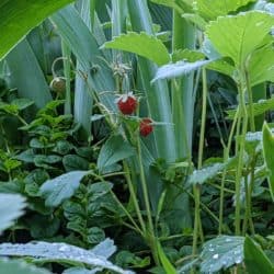 Two small strawberries ripen in a patch of green grass.