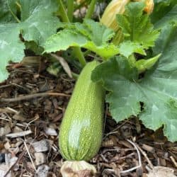 A green squash grows in the garden.