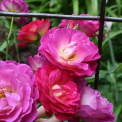 Pink and red roses bloom next to a wire fence in the garden.