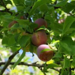 Apples begin to ripen in a tree.