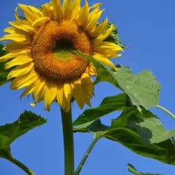 Two sunflowers bloom against a bright blue sky.