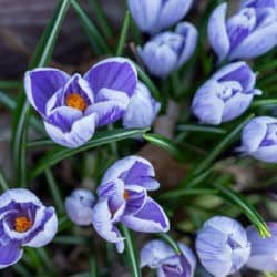 Purple flowers blooming.