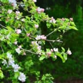 Pink flowers grow in the Sravasti Abbey garden.