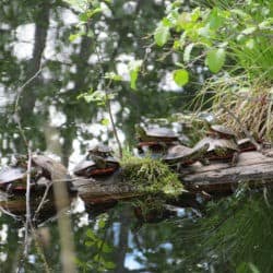 Turtles climb onto each other while sunning themselves on a log in a pond.