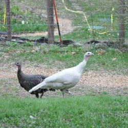 An albino turkey passes by a regular turkey on the path.