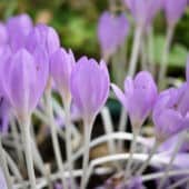 Purple flowers blossom in a bunch.