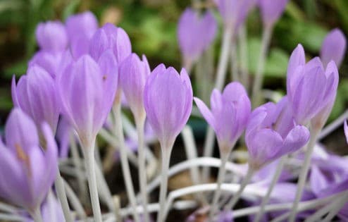 Purple flowers blossom in a bunch.