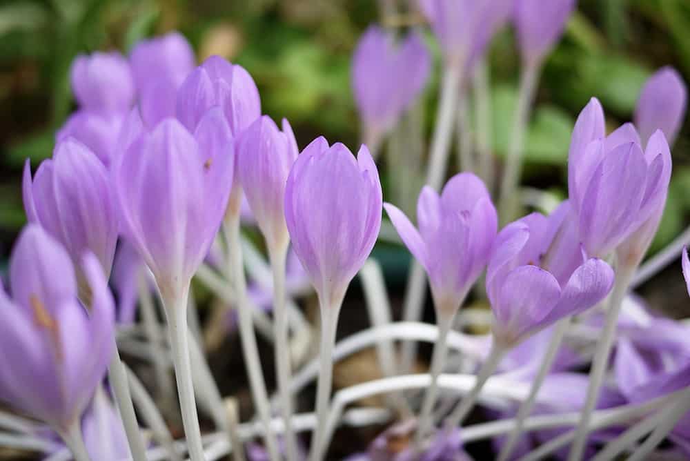 Purple flowers blossom in a bunch.