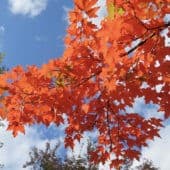 Orange autumn leaves on a tree against the bright blue sky.