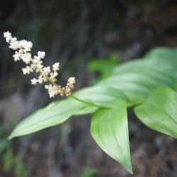 A white sprig of small flowers grows out from leaves.