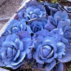 A bed of purple lettuce in a vegetable garden.