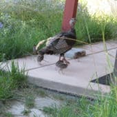 Turkey mother leads her babies onto the front porch.