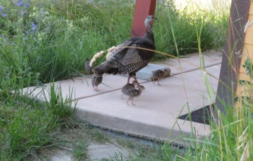 Turkey mother leads her babies onto the front porch.