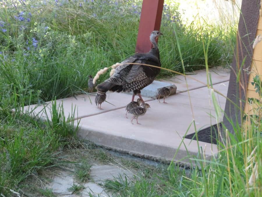 Turkey mother leads her babies onto the front porch.