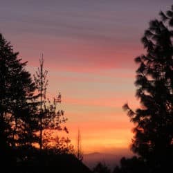 Pink sunset sky between the silhouettes of two trees.