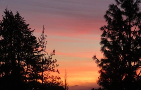 Pink sunset sky between the silhouettes of two trees.