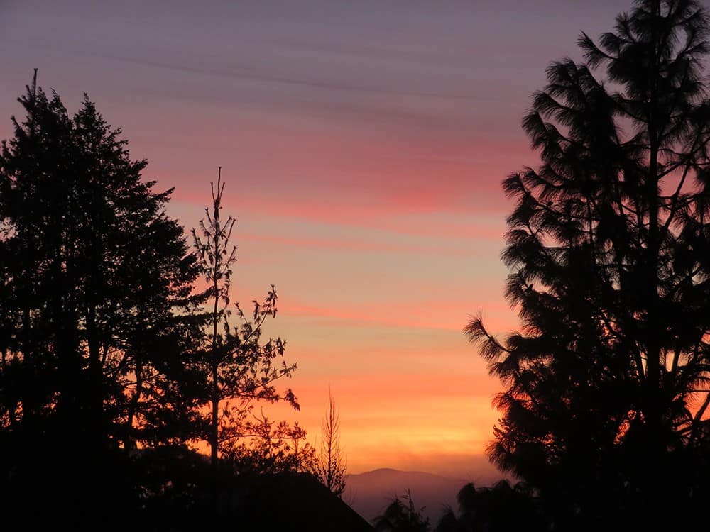 Pink sunset sky between the silhouettes of two trees.