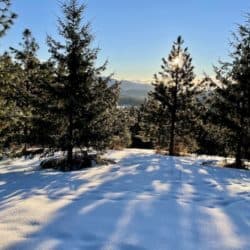 Blue sky and green trees on ground covered in snow.