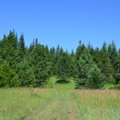 A path in the meadow that leads into the forest.