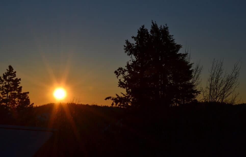 Silhouette of a tree against a setting sun.