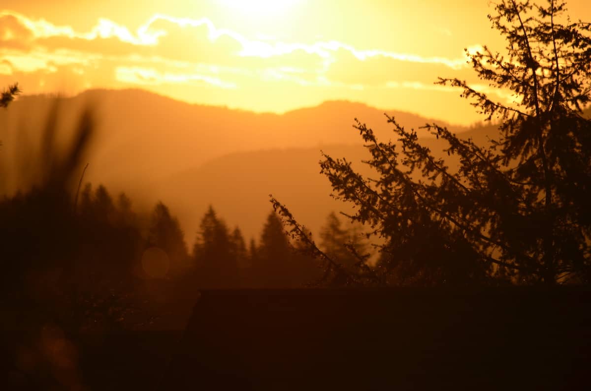 Gold colored sunset behind silhouette of trees.