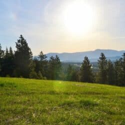 The sun shines over a green meadow with fir trees.