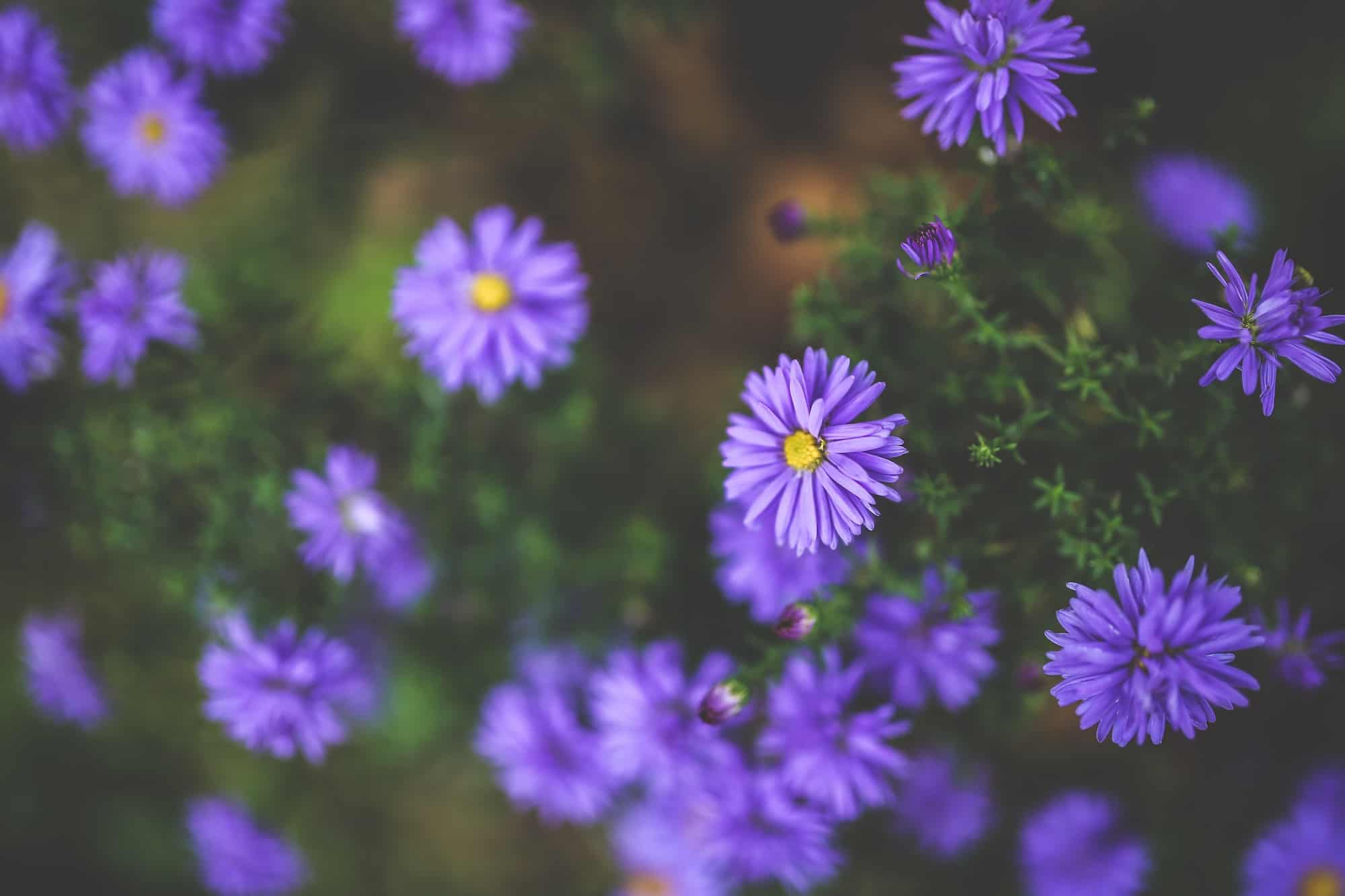 Small purple wildflowers.
