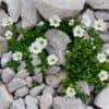 White flowers and green leaves amongst rocks.